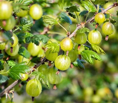 Ribes uva-crispa 'Resistenta' CAC Ribes uva-crispa 'Resistenta' CAC