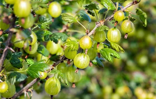 Ribes uva-crispa 'Resistenta' CAC Ribes uva-crispa 'Resistenta' CAC