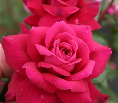 Rosa 'Bellevue' -R- TH V