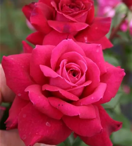 Rosa 'Bellevue' -R- TH V