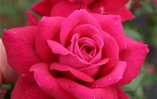 Rosa 'Bellevue' -R- TH V