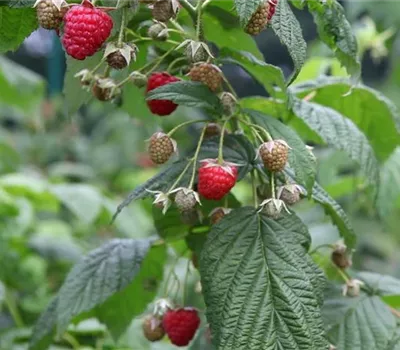 Rubus id.'Erdbeerhimbeere' CAC I Rubus id.'Erdbeerhimbeere' CAC I