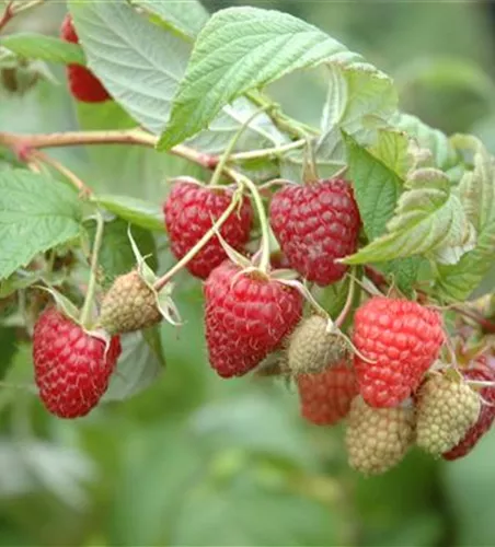 Rubus id.'TulaMagic' -S- CAC II