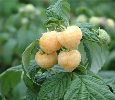 Rubus id.'Golden Everest' CAC II Rubus id.'Golden Everest' CAC II