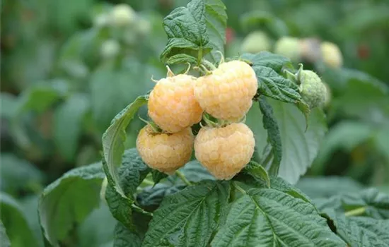 Rubus id.'Golden Queen' CAC II Rubus id.'Golden Queen' CAC II