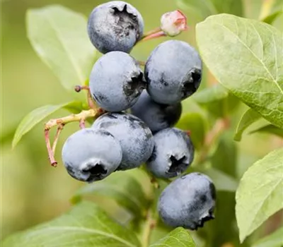 Vaccinium corymb.'Goldtraube' CAC