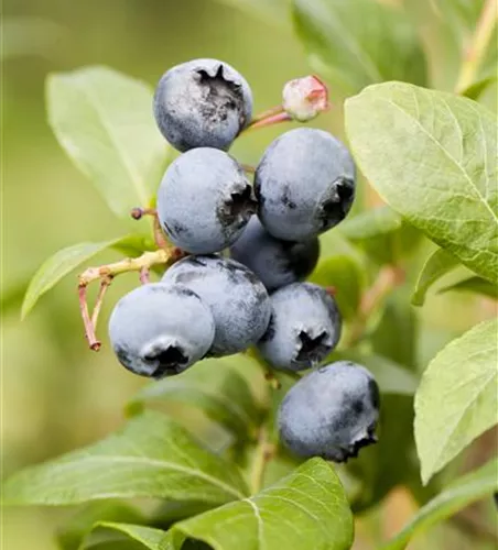 Vaccinium corymb.'Goldtraube' CAC