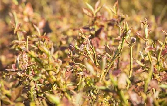 Vaccinium corymb.'Duke' CAC