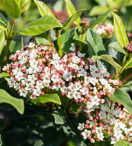 Viburnum tinus