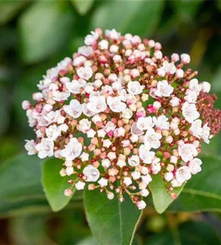 Viburnum tinus 'Spirit' -R-