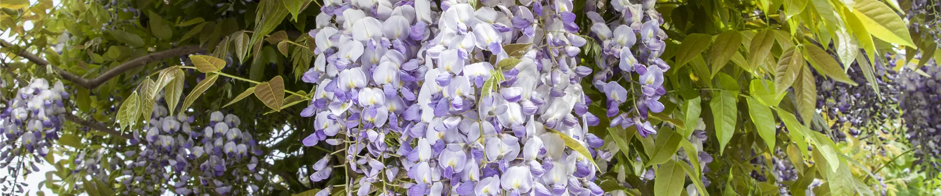 Wisteria Wisteria