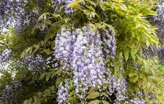 Regelmäßiger Rückschnitt für Blauregen Regelmäßiger Rückschnitt für Blauregen