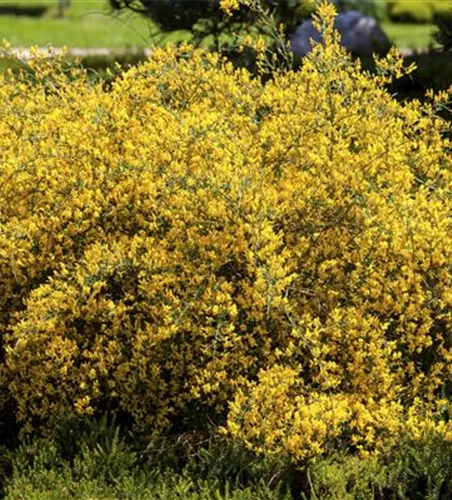 Genista lydia