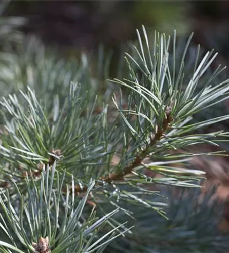 Pinus sylvestris 'Glauca'