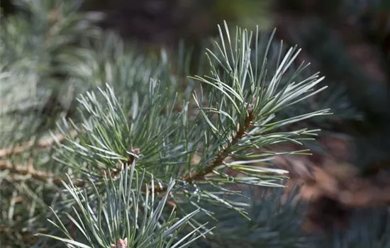 Pinus sylvestris 'Glauca' Pinus sylvestris 'Glauca'