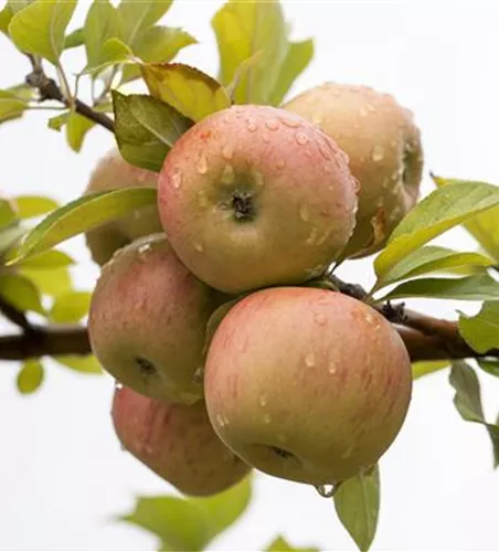 Malus 'Goldparmäne' zert.