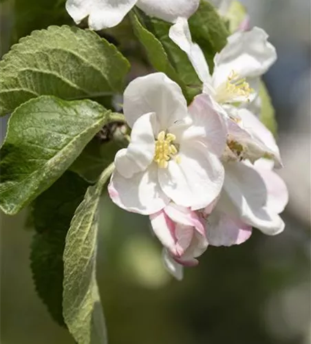 Malus 'Jakob Lebel' CAC