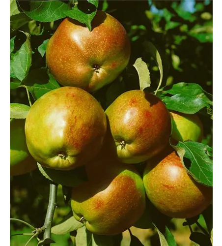 Malus 'Rheinischer Krummstiel' zert.