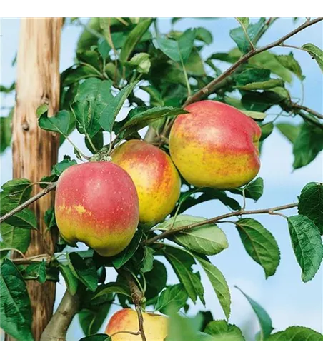 Malus 'Roter Bellefleur' CAC