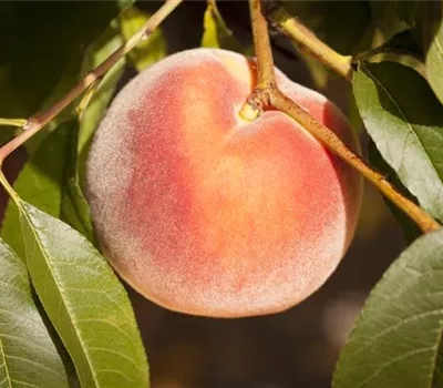 Prunus persica 'Rekord von Alft.' zert.