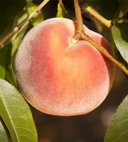 Prunus persica 'Rekord von Alft.' zert.