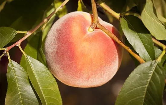 Prunus persica 'Rekord von Alft.' zert. Prunus persica 'Rekord von Alft.' zert.