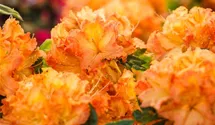 Sommergrüne Azalee 'Gibraltar'