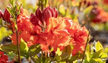 Sommergrüne Azalee 'Gibraltar'