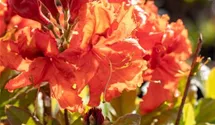 Sommergrüne Azalee 'Gibraltar'