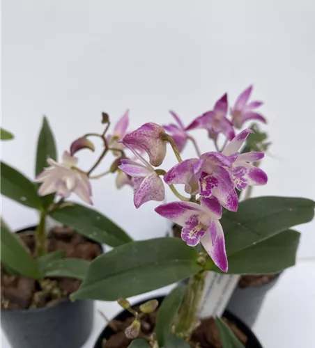 Dendrobium kingianum weißrot x Dendr. Ku Ring Gai (Dendrobium Zip)