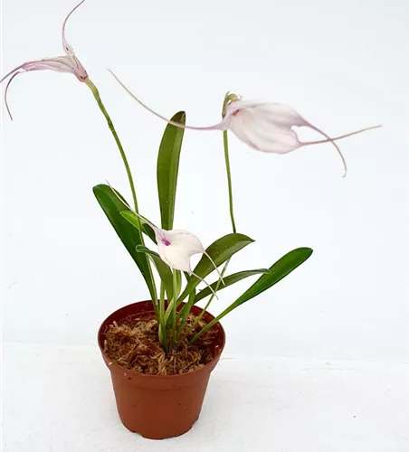 Masdevallia measuresiana