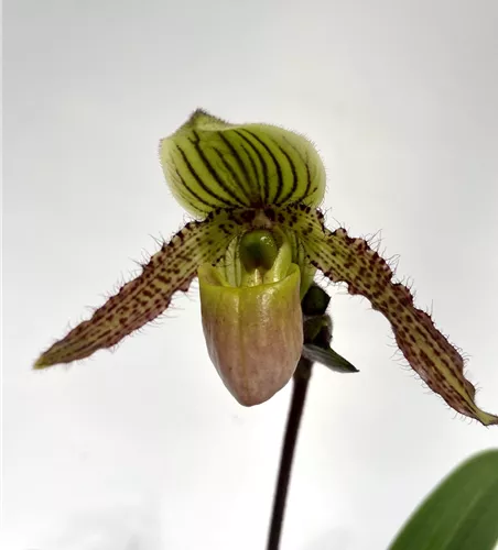 Paphiopedilum Pinocchio x philippinense 