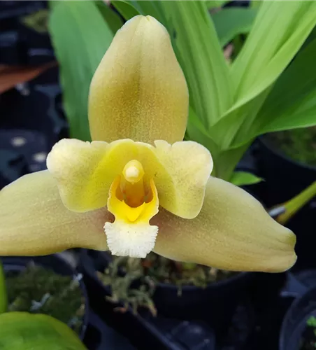 Lycaste Taurus (angelae x Yoko’s Sister)