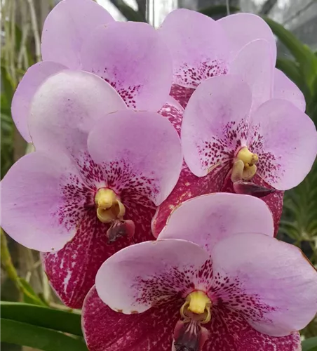 Vanda sanderiana x Taveesuksa