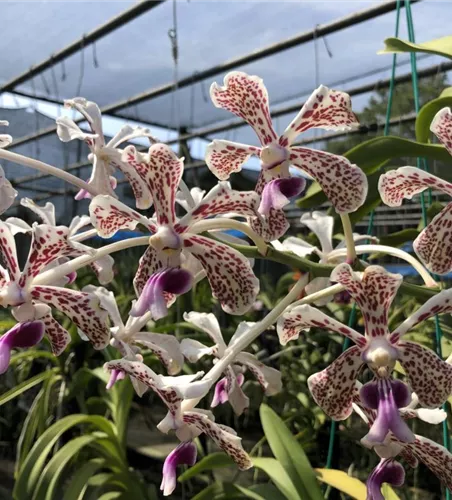 Vanda tricolor var. suavis
