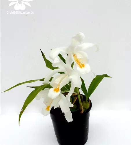 Coelogyne cristata