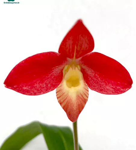 Phragmipedium longifolium x Hanne Popow