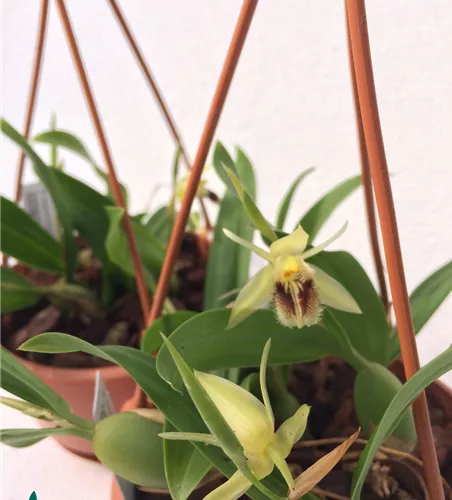 Coelogyne fimbriata