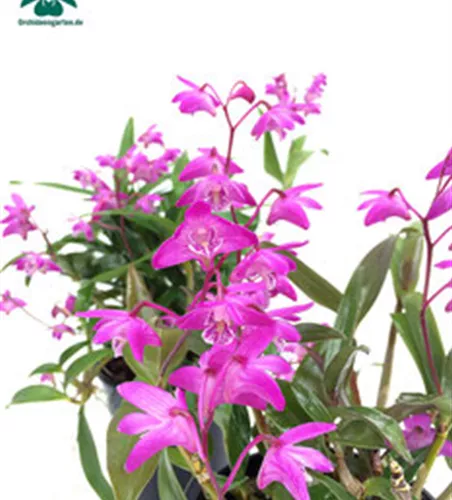 Dendrobium kingianum