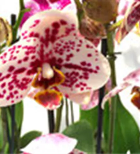 Phalaenopsis Hybride Überraschungsmix auffällig gepunktet