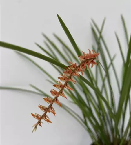Dendrochillum arachnitis