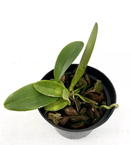 Rlc. Yen 24 Carat x Lisa Ann