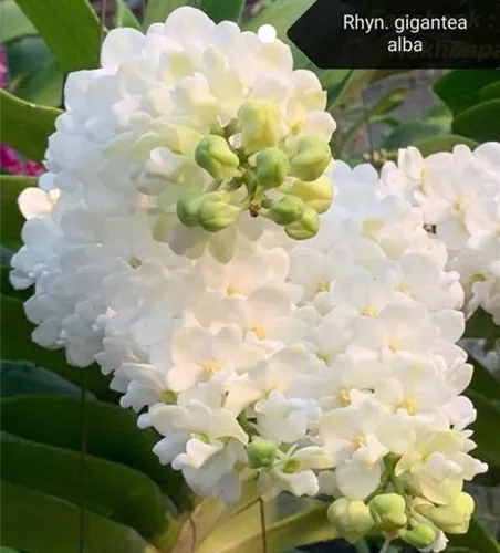 Rhynchostylis gigantea