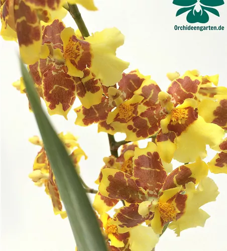 Oncidium Tigerschein x Florispum