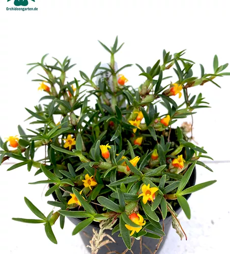 Mediocalcar decoratum