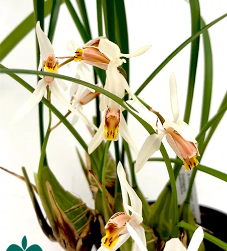 Coelogyne huettneriana