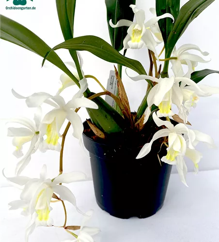 Coelogyne intermedia