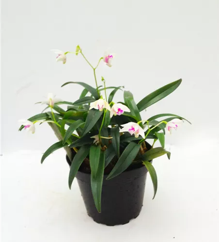 Dendrobium kingianum alba weiß mit roter Lippe (9 cm Topf)