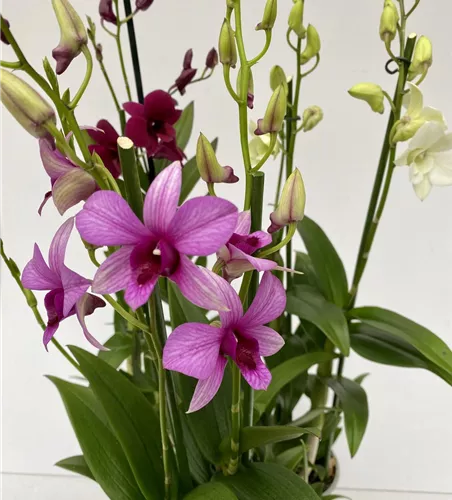 Dendrobium phalaenopsis 