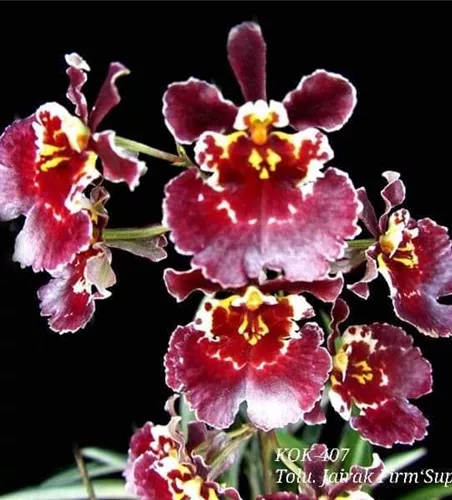 Tolumnia Jairak Firm 'Super Brown'
